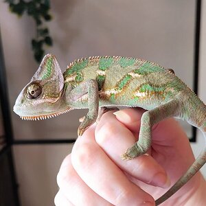 Most Photogenic Spooble to Date