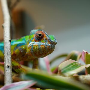 Ozzy from The Chameleon Collective