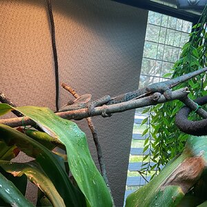 No chameleon here- just a branch.