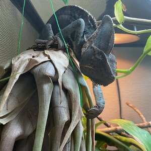 A close up of Spyro