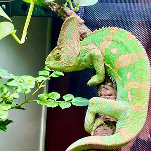 Veiled Chameleon