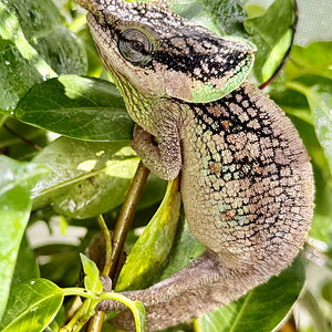Male calumma malthe