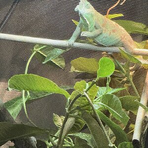 This is Gunther !