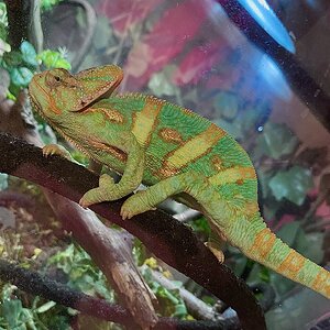Rango’s RBF (Really Big Frown)