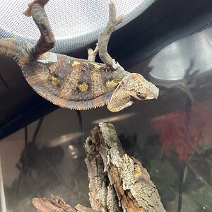 Spider-Rango… deflated?
