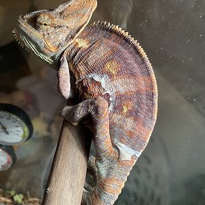 The cold shoulder