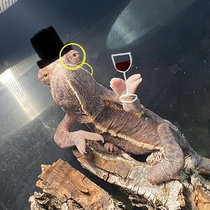 Fancy Sir Rango