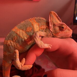 Fight-Sized Rango