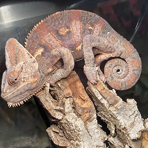 Rango’s Throne