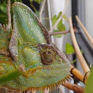 Veiled Chameleon 15