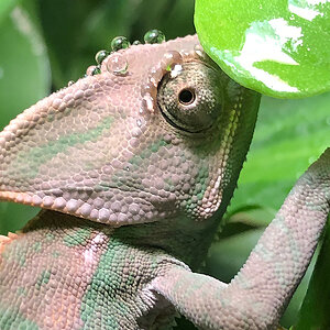 Veiled Chameleon 14