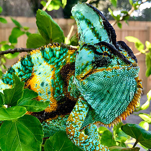 Veiled Chameleon 12