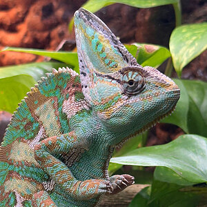 Veiled Chameleon 11