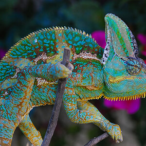 Veiled Chameleon 10