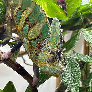 Veiled Chameleon 9