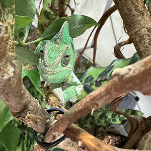 Veiled Chameleon 7