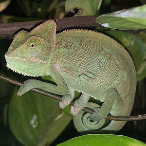 Veiled Chameleon 6