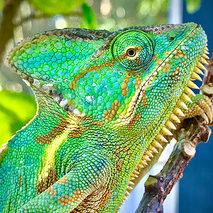 Veiled Chameleon 5