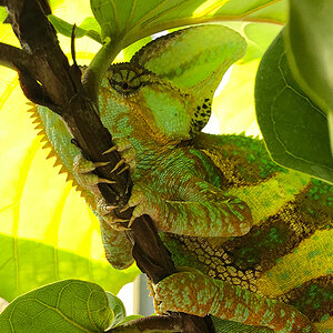 Veiled Chameleon 4