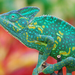 Veiled Chameleon 3