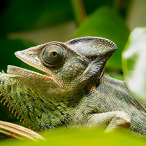 Veiled Chameleon 2