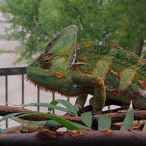 Veiled Chameleon 1