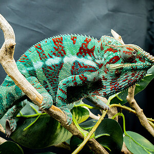 Panther Chameleon 15