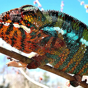 Panther Chameleon 13