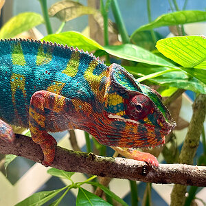 Panther Chameleon 12
