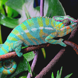 Panther Chameleon 11