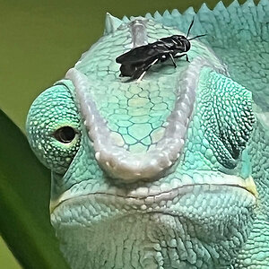 Panther Chameleon 9