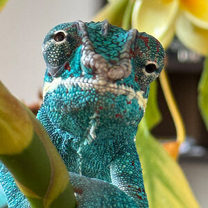Panther Chameleon 8