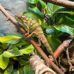 Panther Chameleon 7