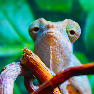 Panther Chameleon 6