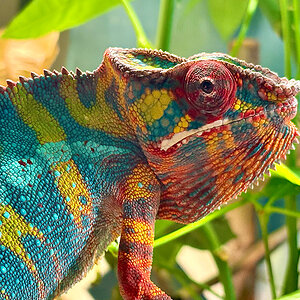 Panther Chameleon 5