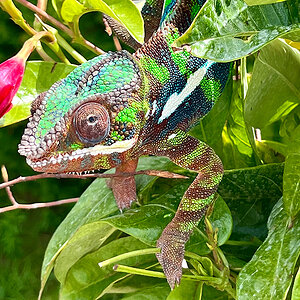 Panther Chameleon 3