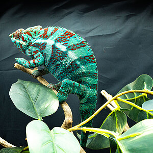 Panther Chameleon 2