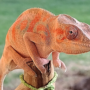 Panther Chameleon 1