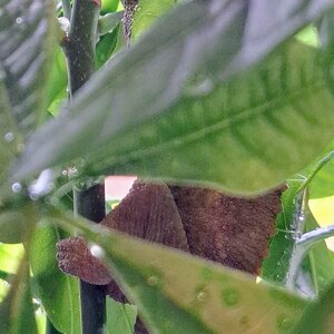 I C U