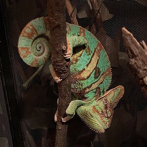 Stink Eye