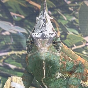 Crusty Chameleonaire