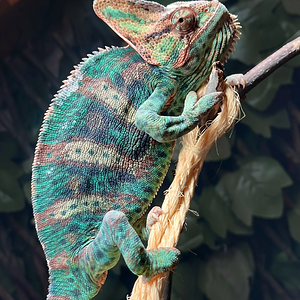 “Slow Your Role, Pal!”