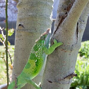 Kinyongia Multitubularculata