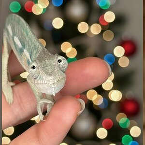 Santa’s Smallest Sidekick