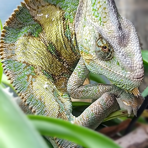 Give me demure, give me innocent