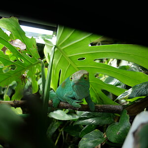 Welcome to the jungle