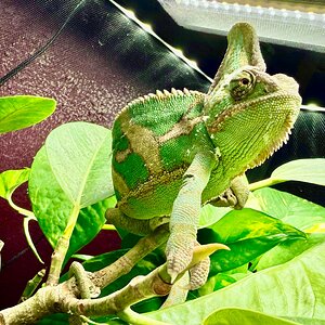 Lord of the Tree: Namul