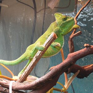 Littlefoot on the prowl 😘