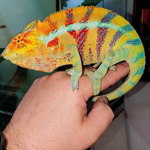 Ankify panther chameleon