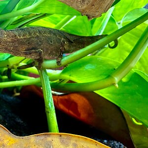 Introducing the Twiggy Leaf Chameleon: Eja